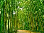 Berwisata di Bamboo Forest